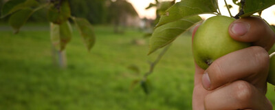 Standortkarte - © Maren Schulze Banner_Website_Apfel Pflücken