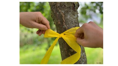 Pressebild: Gelbes Band mit Schleife am Baumstamm - © ZEHN Pressebild: Gelbes Band mit Schleife am Baumstamm