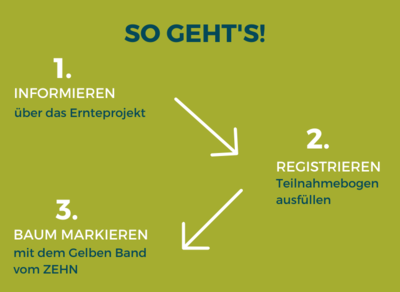 Grafik So gehts gelbes Band Obstbaumeigentümer - © ZEHN Grafik So gehts gelbes Band Obstbaumeigentümer